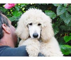 Black And White Standard Poodle Puppies For Sale White Standard Poodles For Sale Standard Poodle Puppies White Female Standard Poodle Puppy For Sale Standard Poodle Poodle Puppy Poodle Puppy Standard