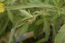 Image result for Ludwigia leptocarpa