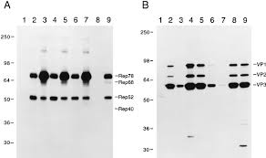 Image result for White 1997 AAV