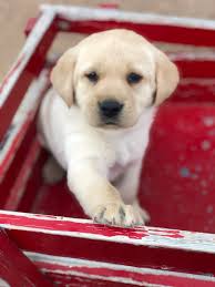 We take the adoption process seriously and monitor breeders closely, so you can feel at ease knowing that you're dealing with a credible dog. Labrador Retriever Breeders Near Edmonton Alberta
