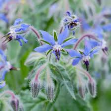 Image result for Borago