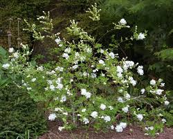 Image result for Exochorda