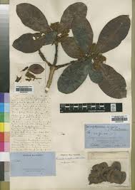 Image result for Terminalia brachystemma