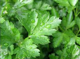 Some people take parsley by mouth for bladder infections ( utis ), kidney stones (nephrolithiasis. Que Es Perejil Su Definicion Y Significado 2021