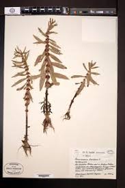 Image result for Ammannia baccifera