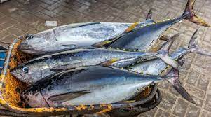 Tulay, karaw, fin fish, tamarong, king fish, tulay fish, clown fish, banak fish. Yellowfin Barilis Home Facebook