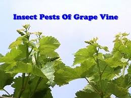 Insect Pests Of Grape Vine Youtube
