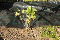 Also entweder im februar oder im herbst. Straucher Schneiden Im Herbst Bei Welchen Und Wie Macht Das Sinn