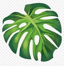 Monstera Leaf Vector Png Transparent Png Vhv A large piece of monstera leaf transparent plant material.