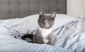 Whether you are searching for female grey cat names or male grey cat names, we have some ideas for you! 63 Grey Cat Names For Silvery Felines Great Pet Care