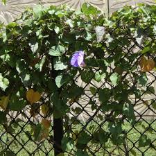 Image result for Ipomoea marginata