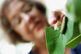 Saving the state insect