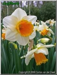 Tropical Sunset Trumpet Daffodil