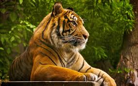 And receive a monthly newsletter with our best high quality wallpapers. Tiger Desktop Wallpapers Top Free Tiger Desktop Backgrounds Wallpaperaccess