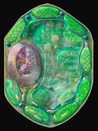 What are facts about plant cells? Plant Cell Photograph By Russell Kightley Science Photo Library