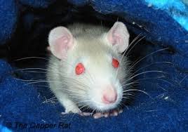 (please get me to 1k followers): Husky