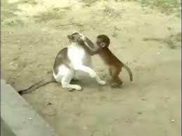 Monkey Cat Funny Friendship Funny Cats Cats Cat Aesthetic