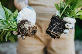 Image result for Gnidia microcephala