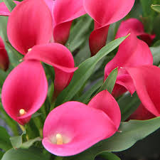 Image result for Zantedeschia