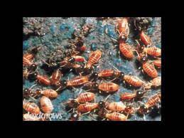I was thinking to give up when my wife suggested me a professional pest control company that is trusted and reliable. Reliable Pest Control Fort Myers Fl 33912 2269 Youtube