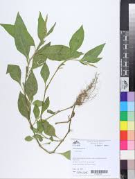 Image result for Persicaria meisneriana