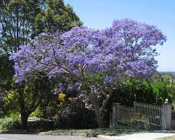 Gli alberi con foglie viola danno un tocco vivace al paesaggio. Jacaranda Jacaranda Mimosifolia Jacaranda Mimosifolia Alberi Albero Glicine Jacaranda Mimosifolia Alberi