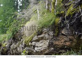 Image result for Avenella