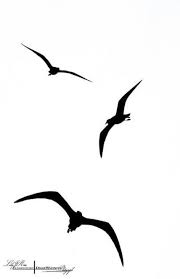 Tattoo Vogel Silhouette Deviantart 37 Ideen 2020 Kus Siluet Kus Dovmeleri Marine Tattoo