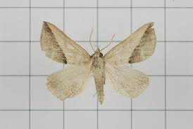 Dierna - Wikipedia, la enciclopedia libre