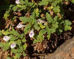 Image result for Stemodiopsis buchananii