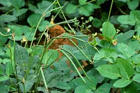 Image result for Vigna unguiculata