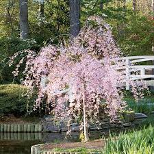 Grow Your Own Cherry Blossoms Weeping Cherry Tree Flowering Trees Dwarf Trees
