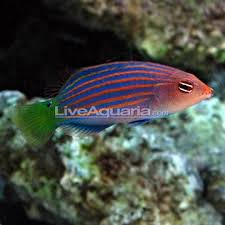 Pin On Coral Reef Aquarium