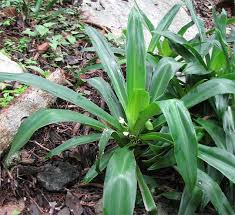 Feed monthly with a general purpose house plant food. Tradescantia Spathacea Wikipedia