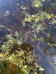 Image result for Wolffiella