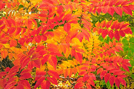 秋色[10953000160]の写真・イラスト素材｜アマナイメージズ