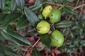 Image result for Psidium