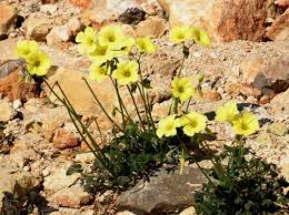 Image result for Oxalis pes-caprae