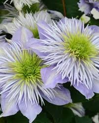 We did not find results for: Clematis Regal Double Crystal Fountain Hayloft
