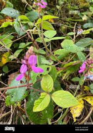 Image result for Desmodium intortum