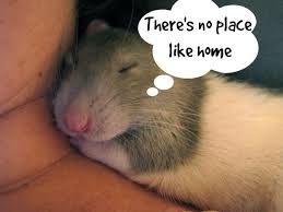 Proof Rats Should Be Loved Not Used For Tests In Labs Photos Pet Rats Animal Lover Photo