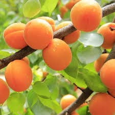 The perfect solution for those with limited space, custom graft® fruit trees provide the convenience of two or more varieties growing on the same tree. 8 Fruit Trees You Can Grow On Your Porch How To Grow Fruit Trees