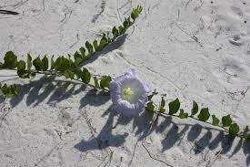 Image result for Bonamia spectabilis