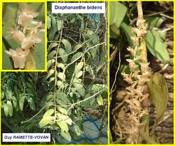 Image result for Diaphananthe