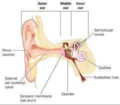 Meniere S Disease Health Navigator Nz