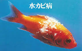 カラムナリス病、白雲病、水かび病、その他の寄生虫や細菌 3．前日は気づかなかったのに、毎日2～3尾が死ぬ。 カラムナリス病、鰓腐れ病 4．狂奔して死ぬ。 カラムナリス病 5．注水口に寄っていた鯉が死ぬ。 カラムナリス病、鰓ミクソ Https Ameblo Jp Punikin Entry 12649326086 Html