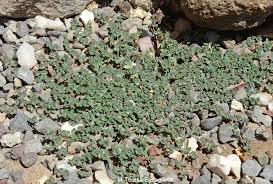Image result for Euphorbia serpens