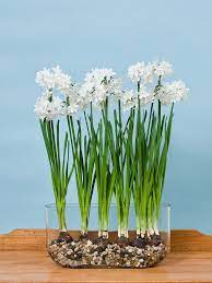 Paperwhite Ziva Kit With Windowsill Vase Indoor Flowers Winter Flowers Garden Indoor Plants