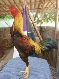 Dapatkan 100+ desain logo berkualitas untuk dipilih. Ayam Thailand Beautiful Chickens Animal Jokes Game Fowl