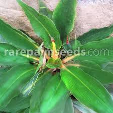Image result for Chlorophytum affine